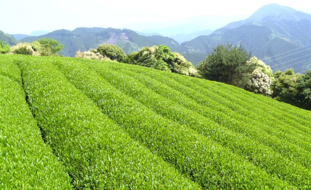 teafarm-1024×627